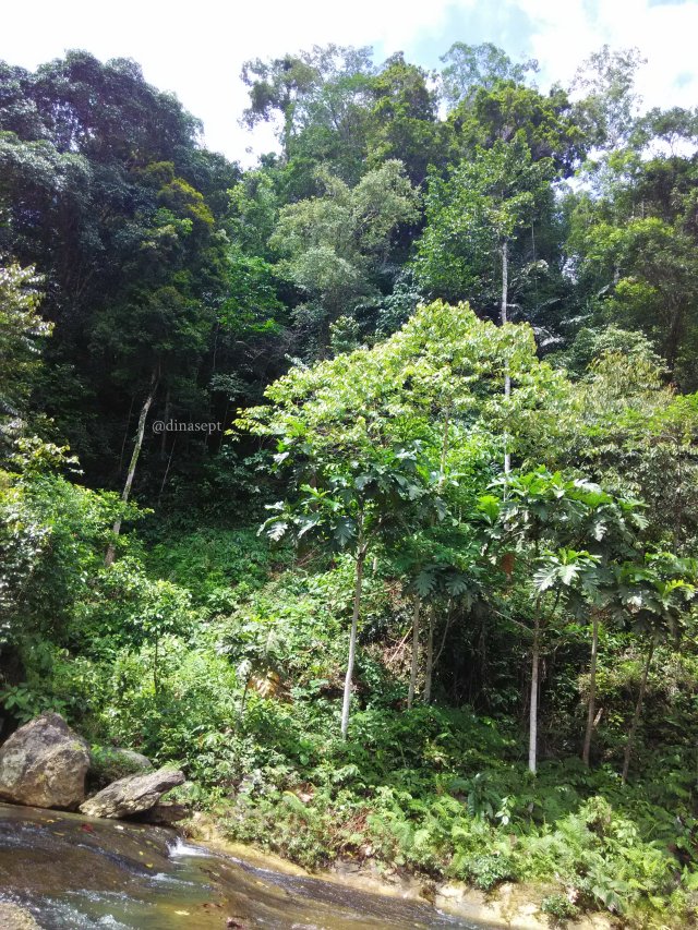 Hutan.jpg